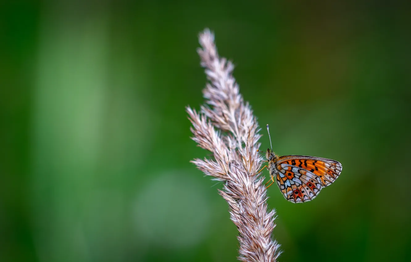 Фото обои Макро, Бабочка, Растение, Насекомое, Macro, Butterfly, Insect, Close-Up