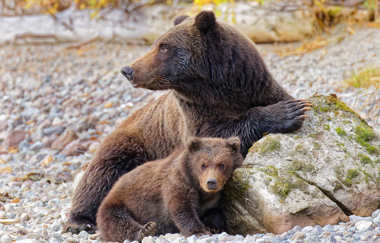 Фото обои природа, медведь, медвежонок, медведица