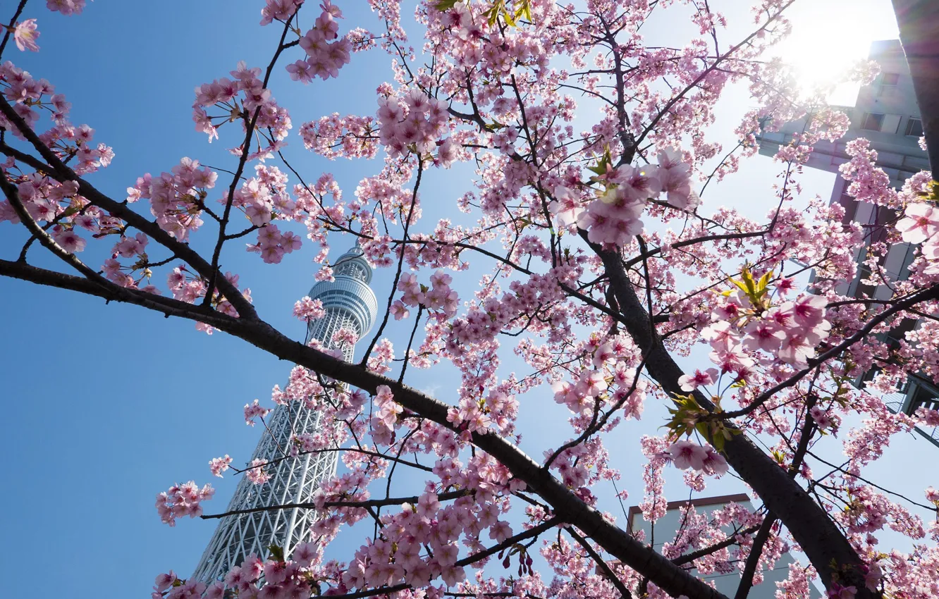 Фото обои природа, весна, Токио, цветение