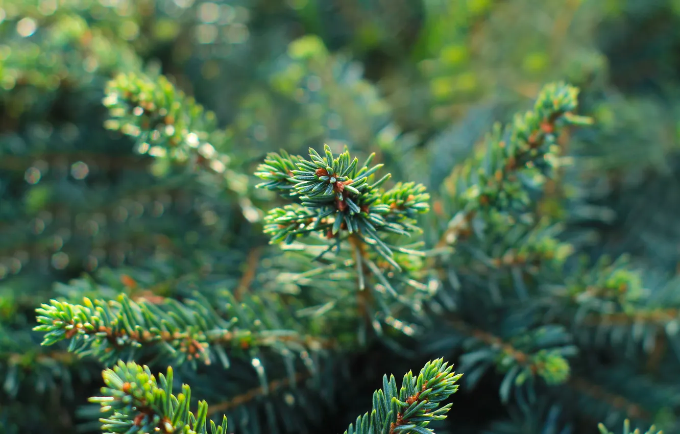 Фото обои green, spruce, twig