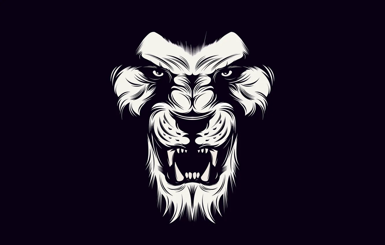 Фото обои black, lion, White