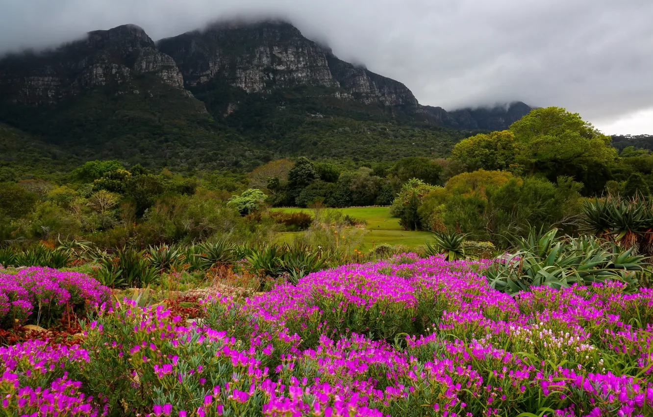 Фото обои цветы, горы, природа, ЮАР, Kirstenbosch Botanic