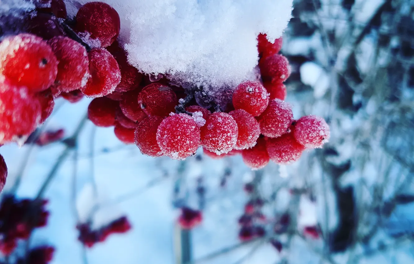 Фото обои Макро, Природа, Снег, Россия, Холод, Калина, Гулькевичи