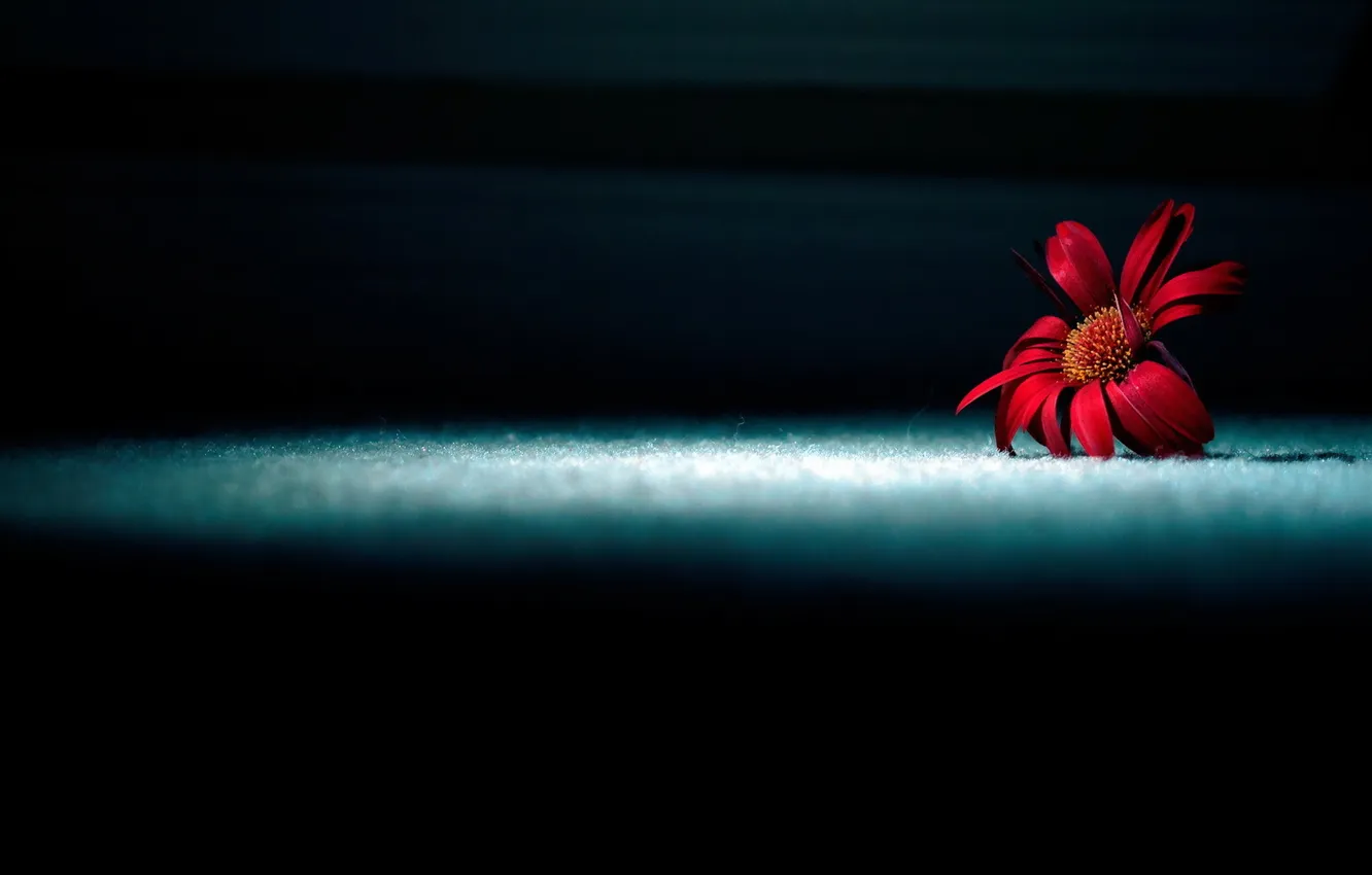 Фото обои цветок, свет, тень
