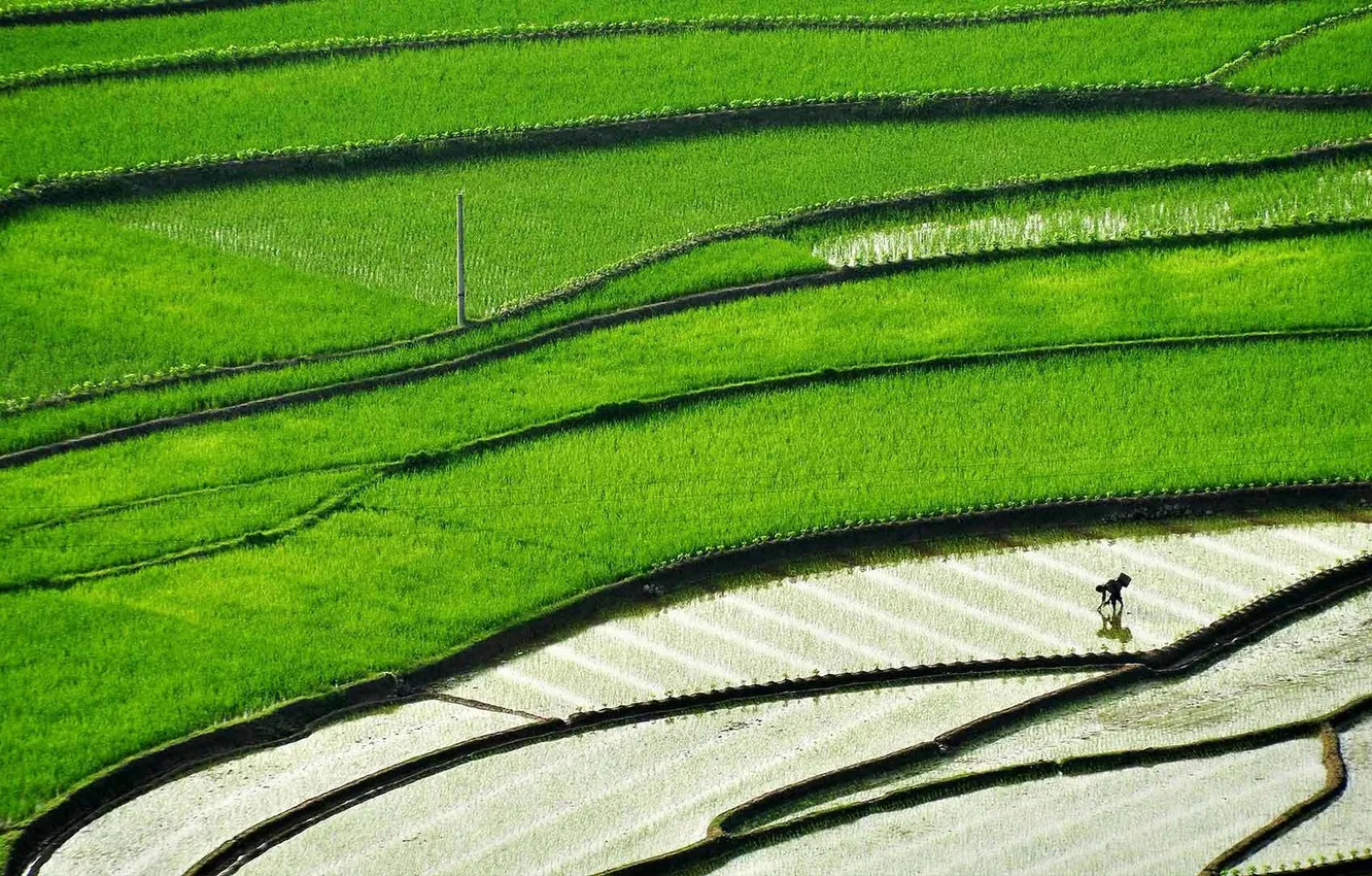 Фото обои поля, Китай, рис, посевы