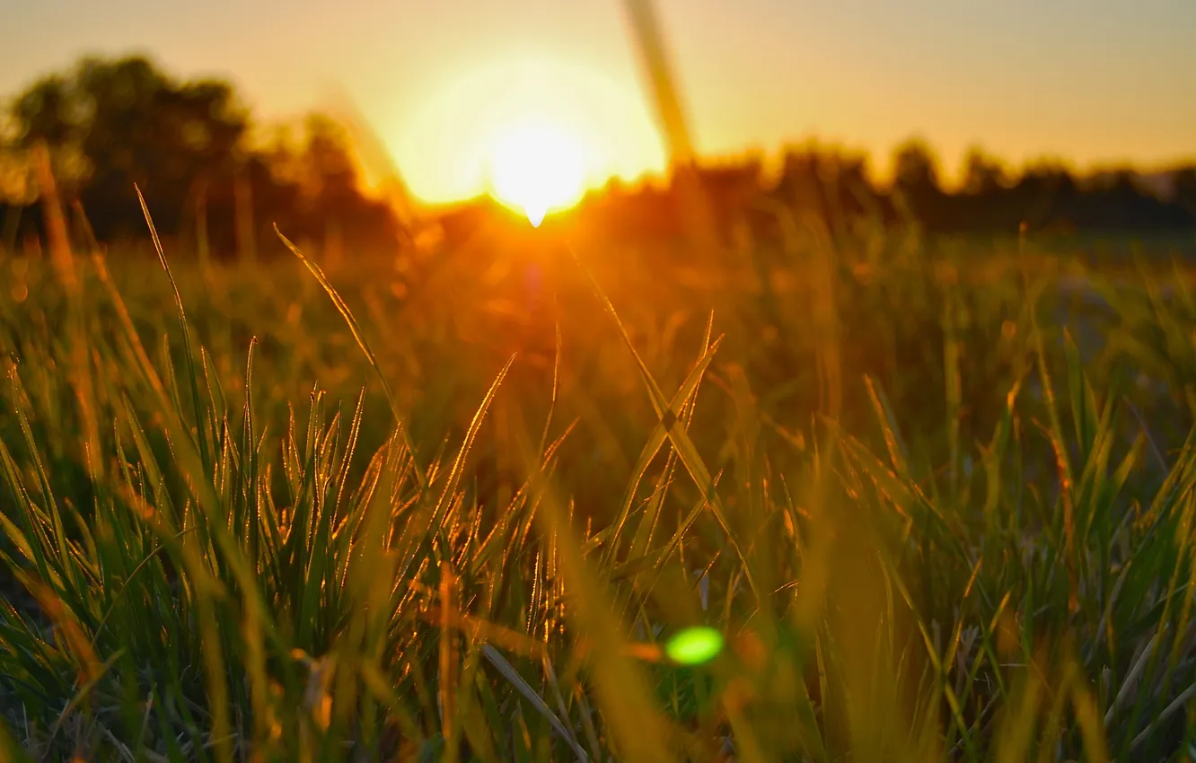 Фото обои трава, солнце, свет, природа, утро