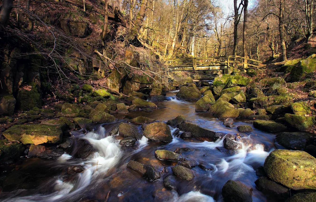 Фото обои лес, мост, река, камни, поток, весна