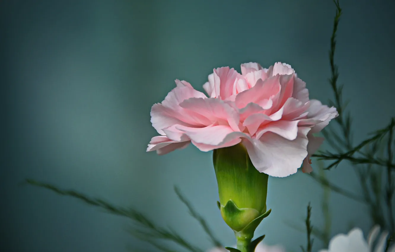 Фото обои Фон, Гвоздика, Carnation