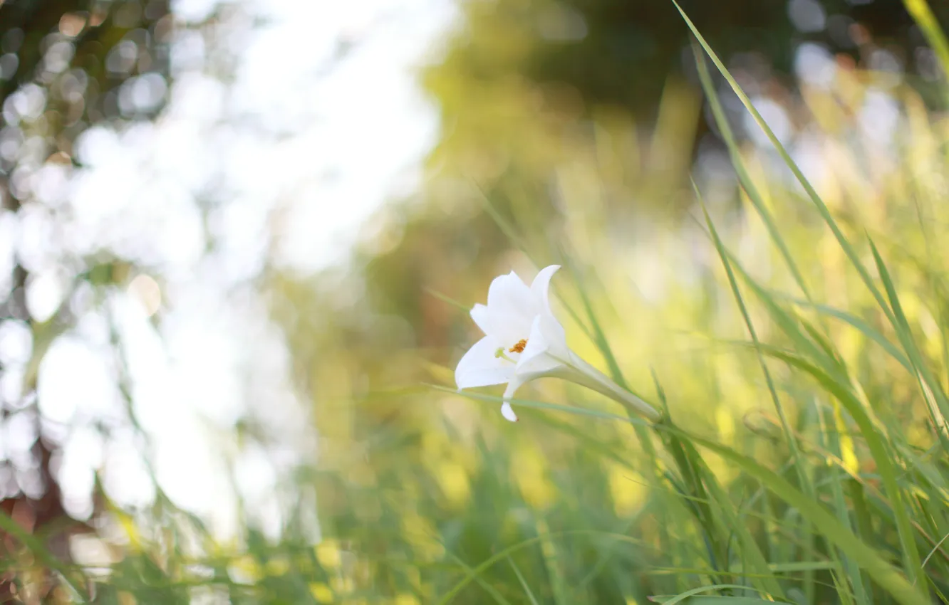 Фото обои белый, цветок, лето, трава, солнце, макро, свет, природа