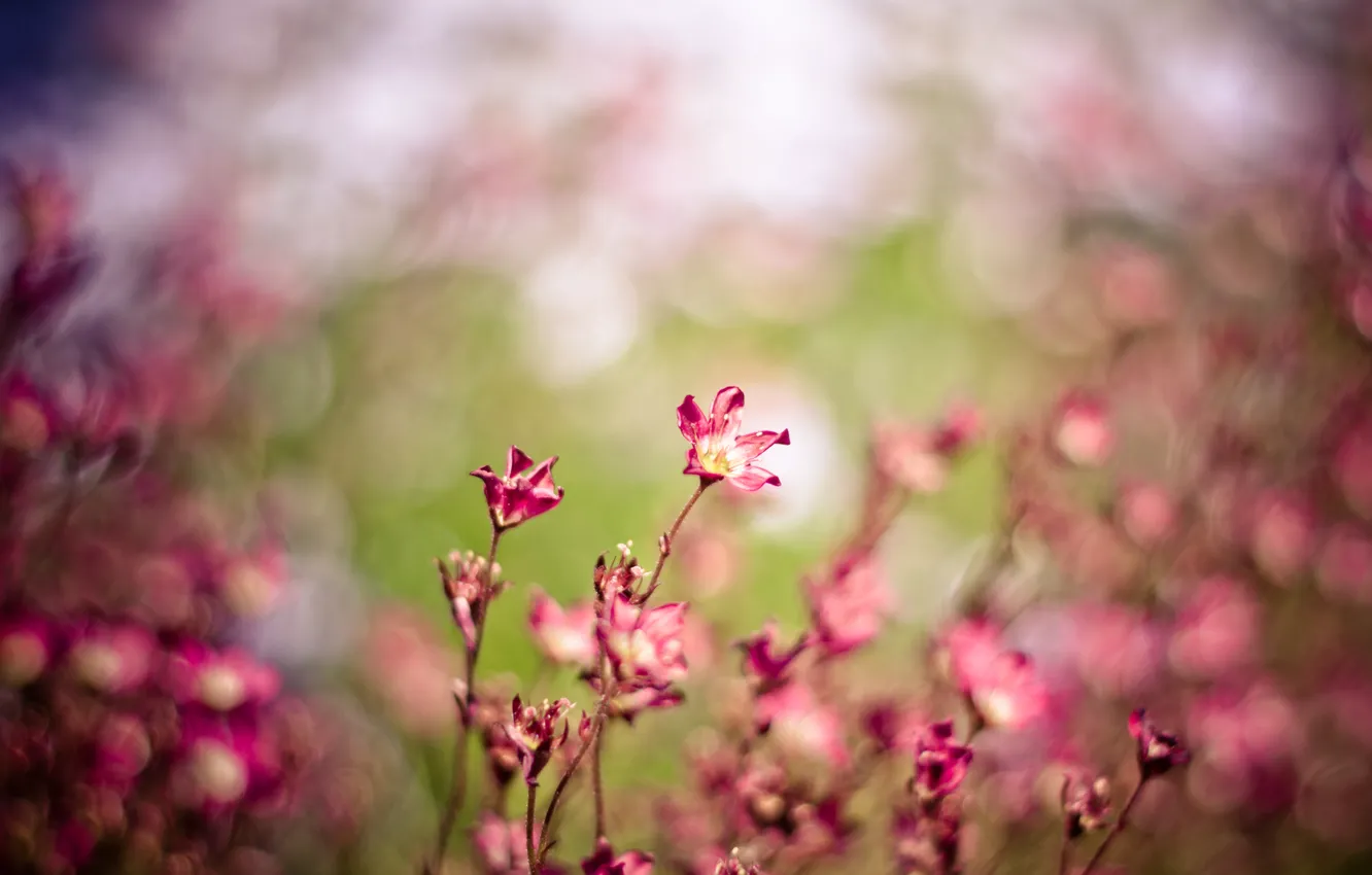 Фото обои поле, макро, цветы, природа, ветер, розовый