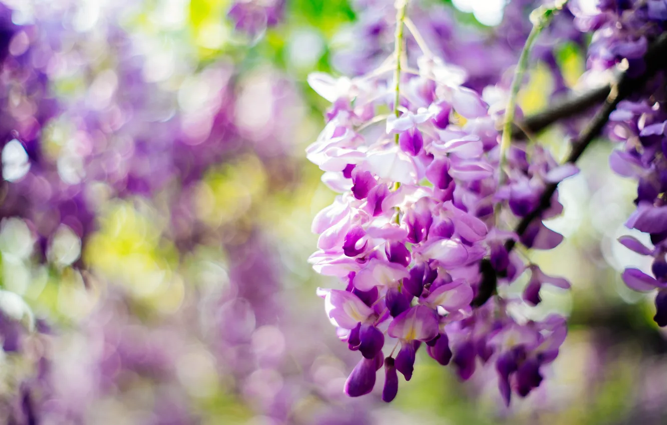 Фото обои фиолетовый, цветы, Глициния