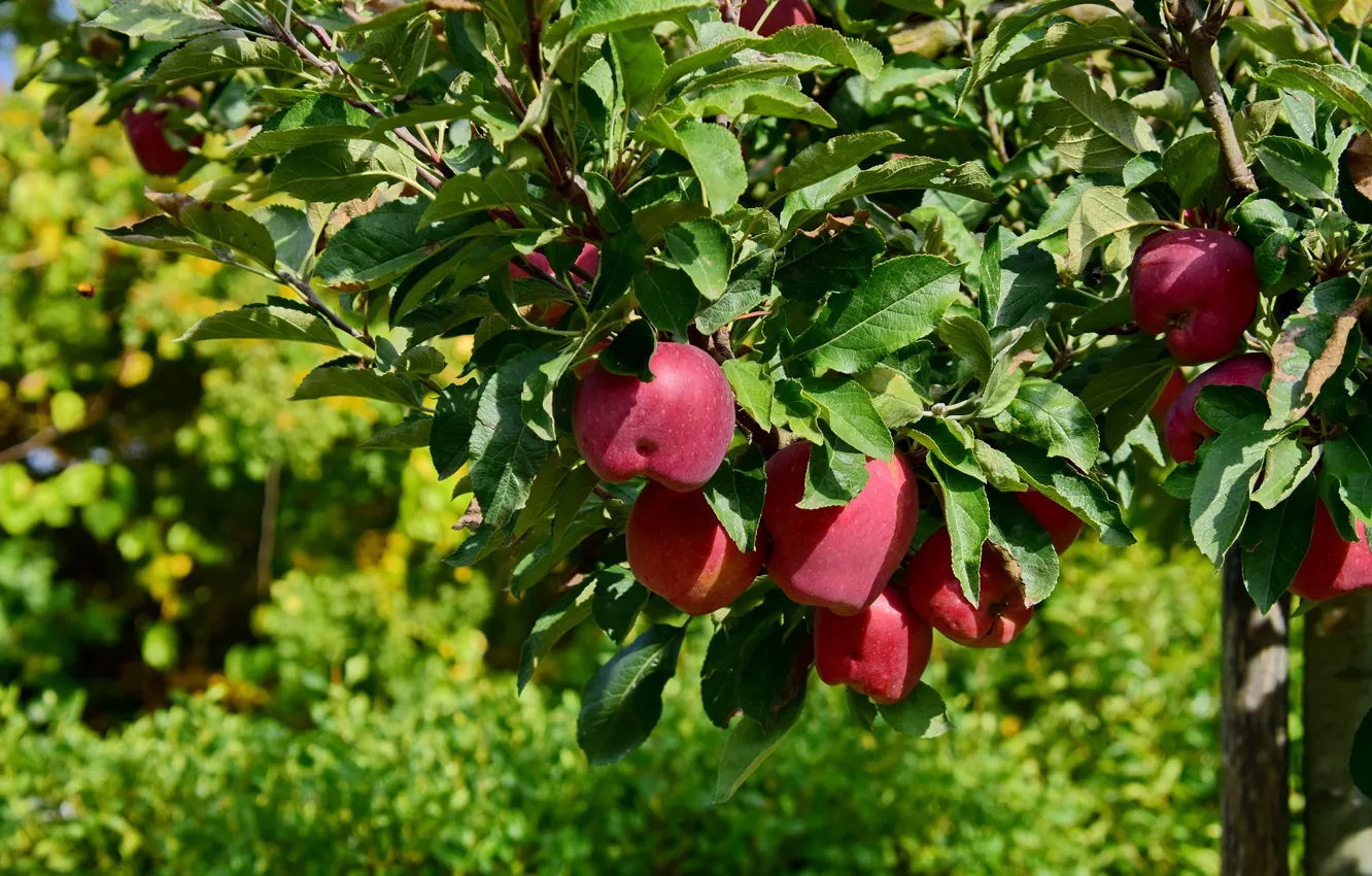 Фото обои осень, яблоки, плоды, италия, тоскана