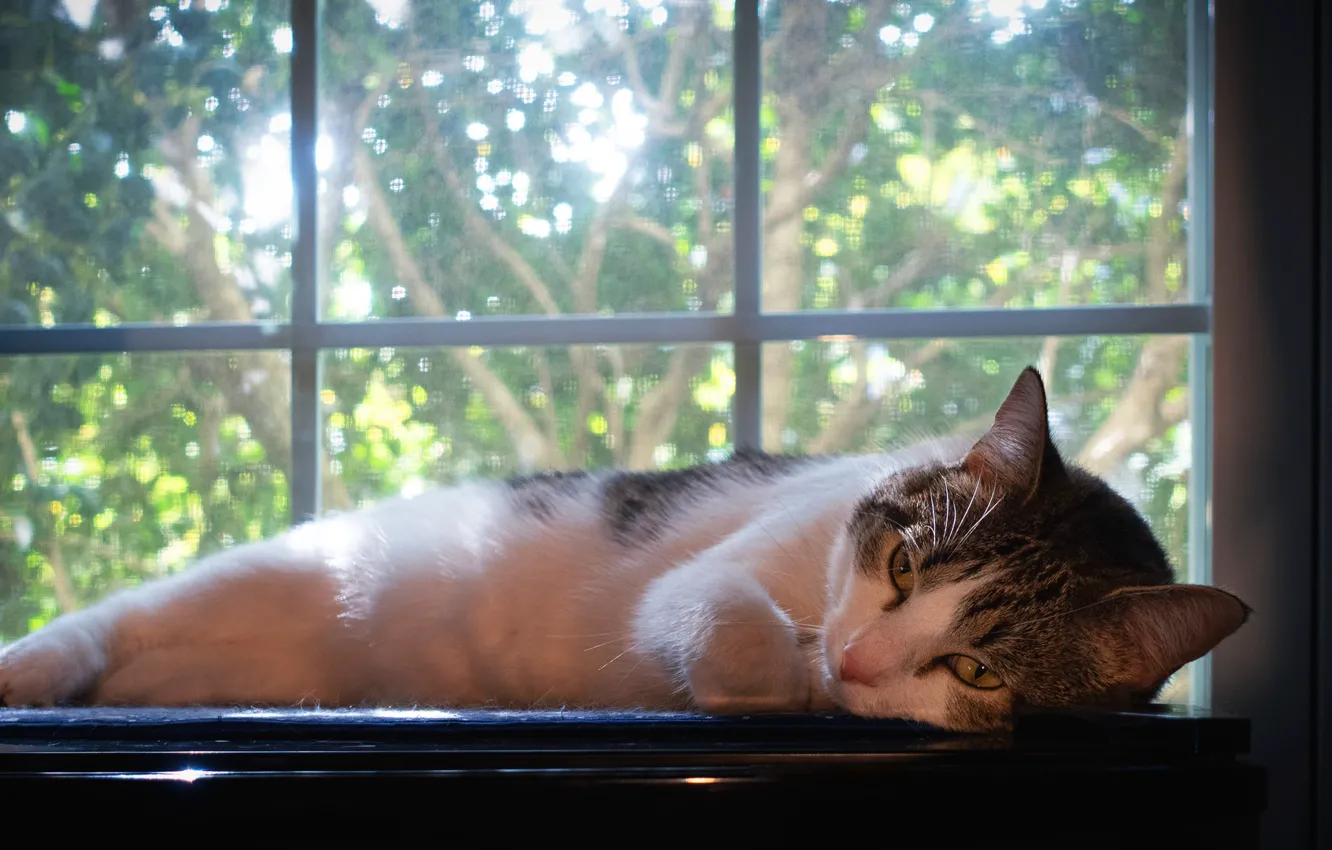 Фото обои кошка, кот, окно, лежит