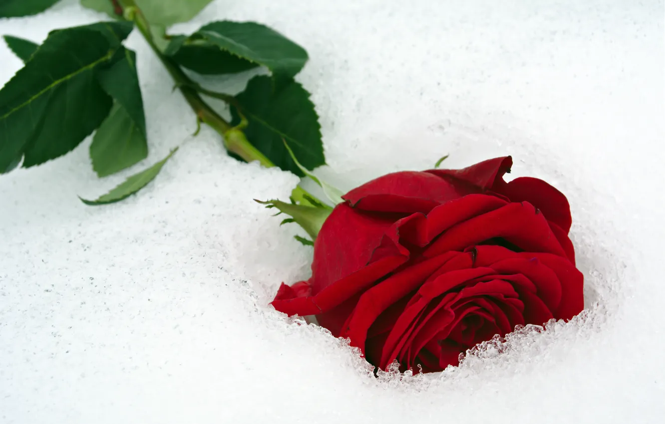 Фото обои цветок, крупный план, красный, роза, лежит, боке, на снегу