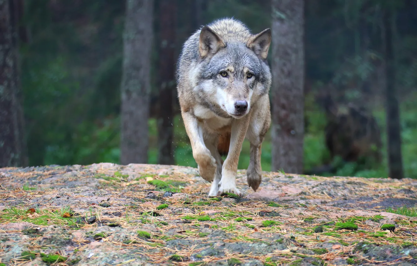 Фото обои forest, predator, wolf