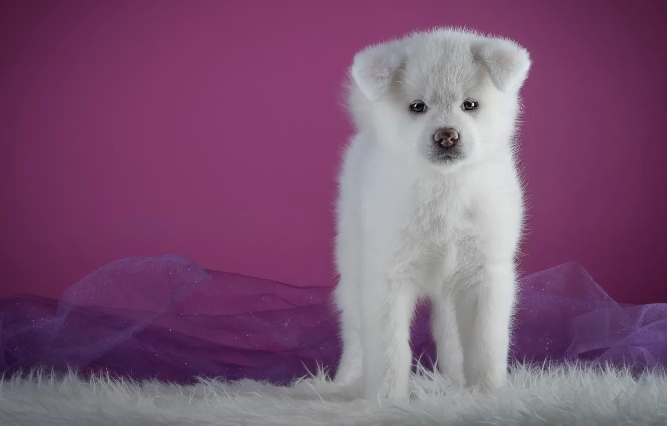 Фото обои белый, фон, розовый, собака, щенок, мех, стоит, милашка