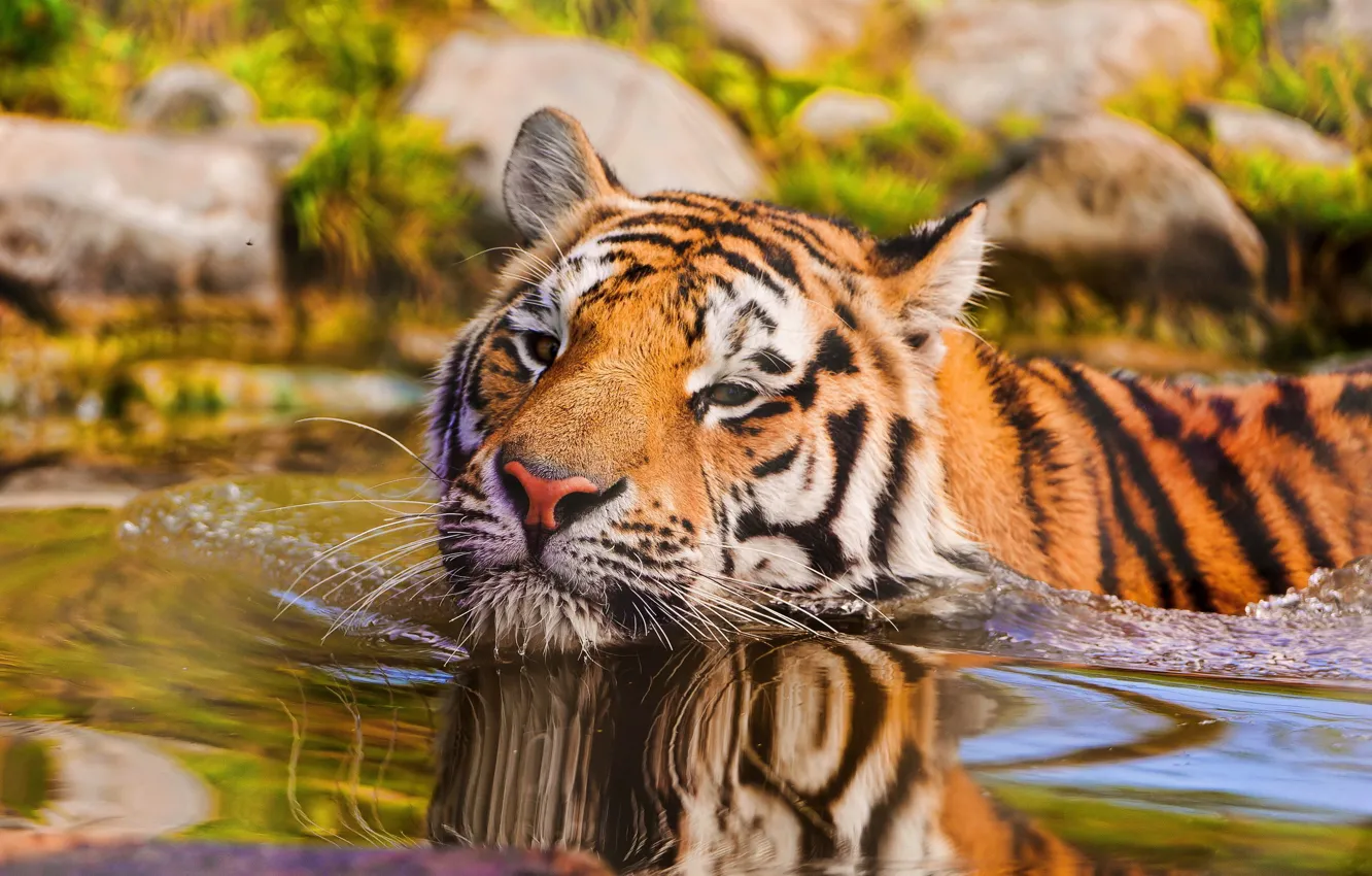 Фото обои взгляд, вода, макро, тигр, животное, хищник, плавание