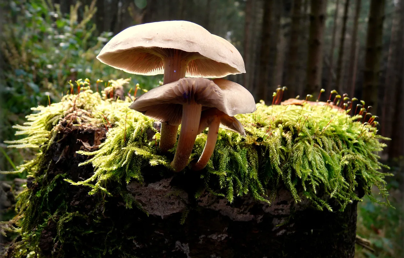 Фото обои лес, грибы, мох, пень