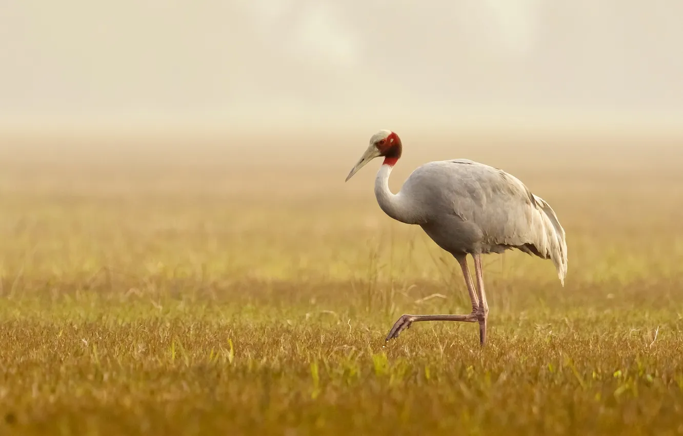 Фото обои туман, птица, Sarus Crane