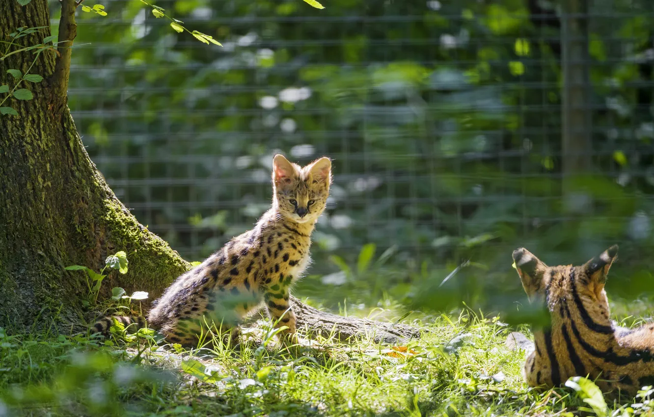 Фото обои лето, трава, солнце, детёныш, котёнок, сервал, ©Tambako The Jaguar