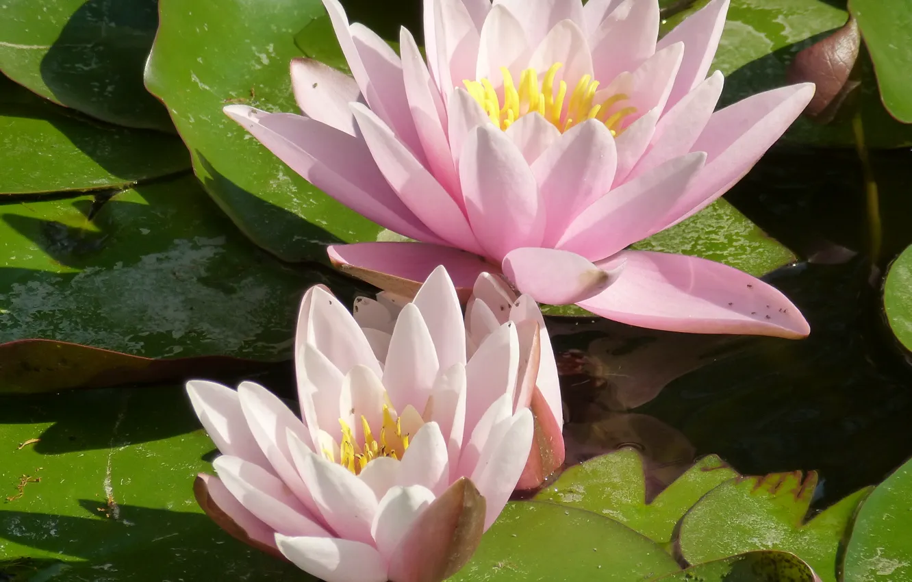 Фото обои flower, karpaty, water lily