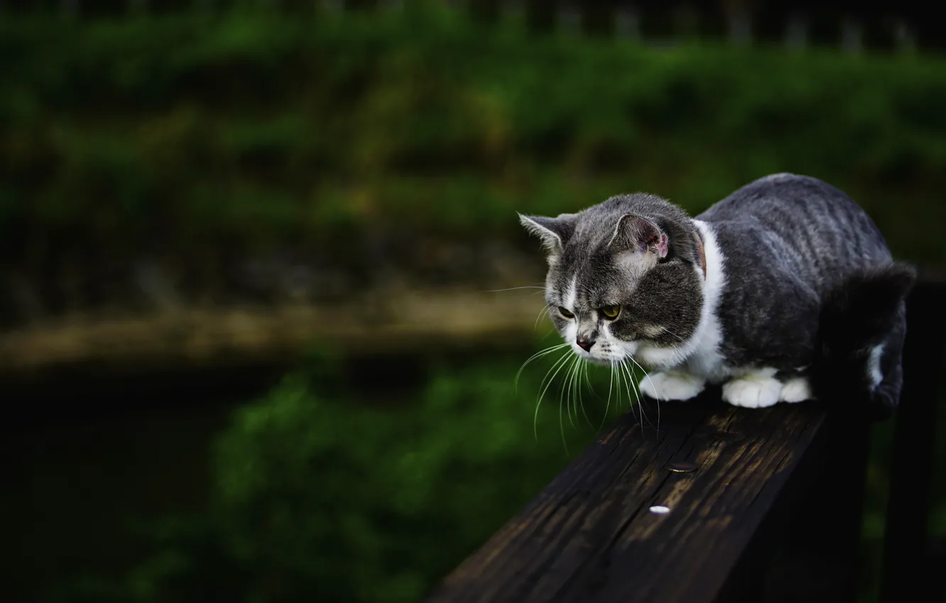 Фото обои кошка, лето, кот, скамейка, природа, темный фон, котенок, серый