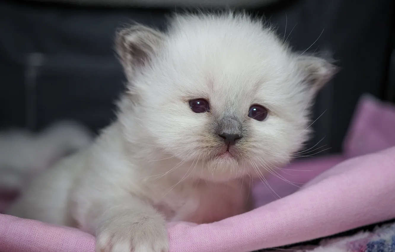 Фото обои кошка, белый, взгляд, котенок, малыш, милый, мордашка, боке