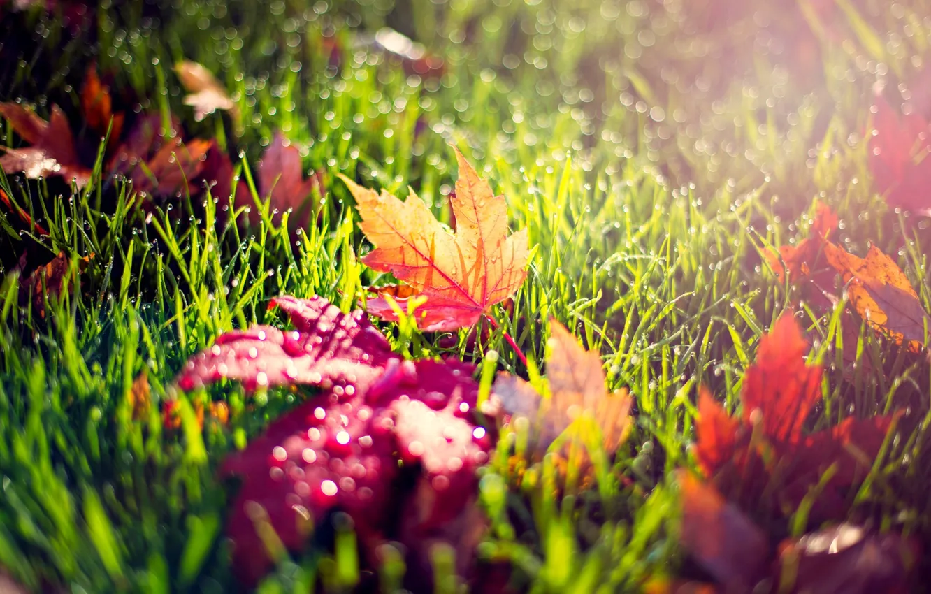 Фото обои осень, трава, листья, капли, макро, свет, природа, роса
