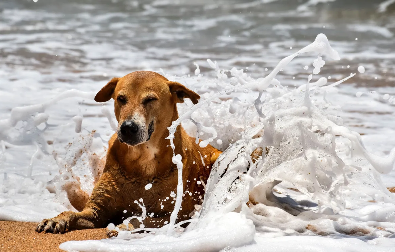 Фото обои Dog, Beach, Sea, Spray