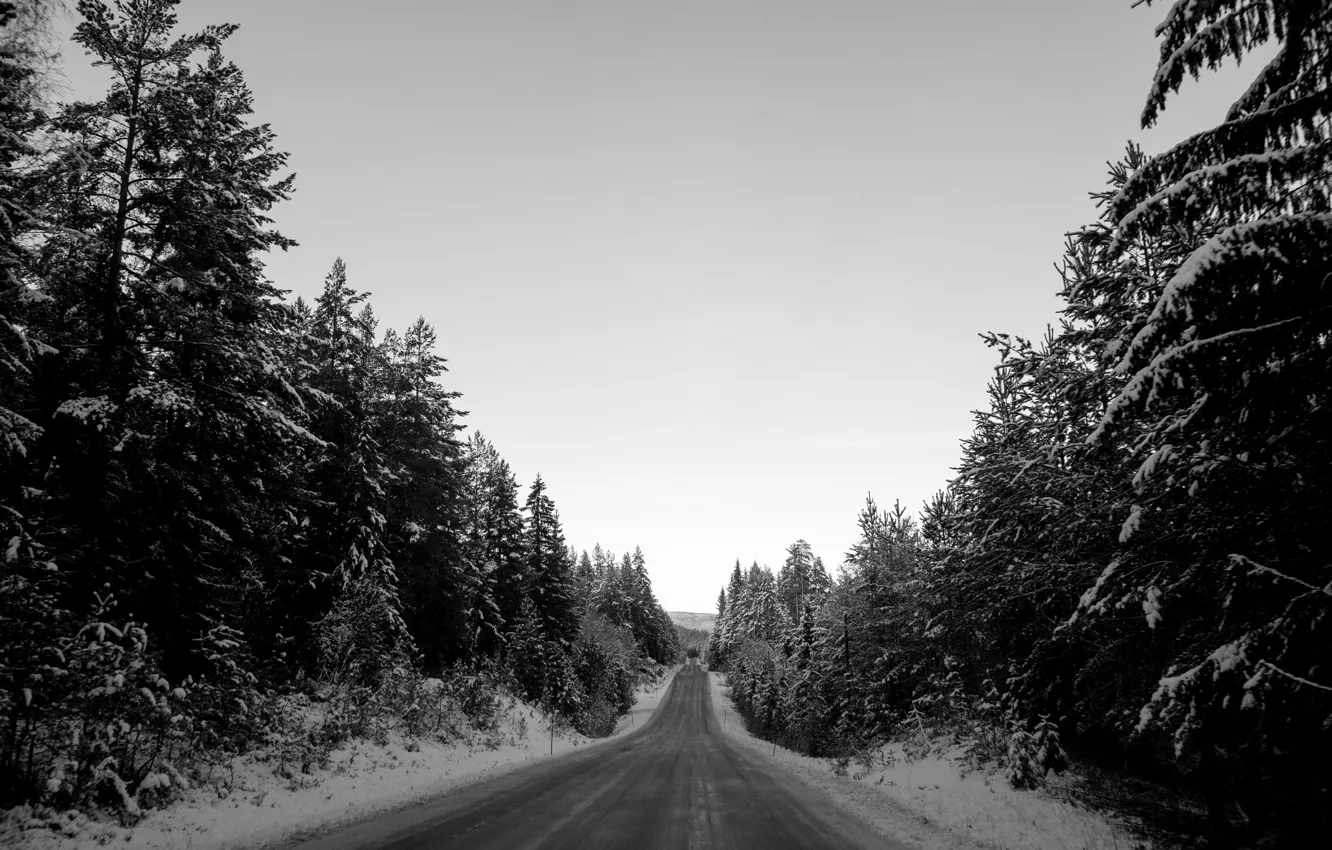 Фото обои road, trees, winter