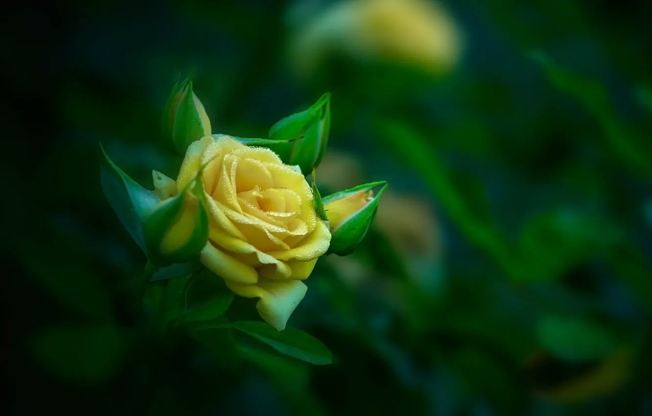 Фото обои роза, бутоны, flower, желтая, roses