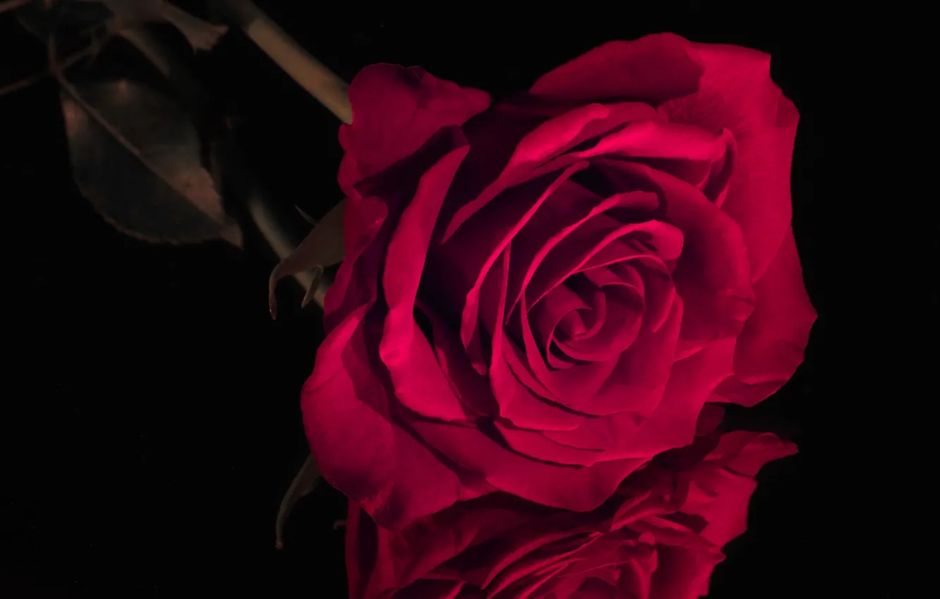 Фото обои роза, бутон, красная