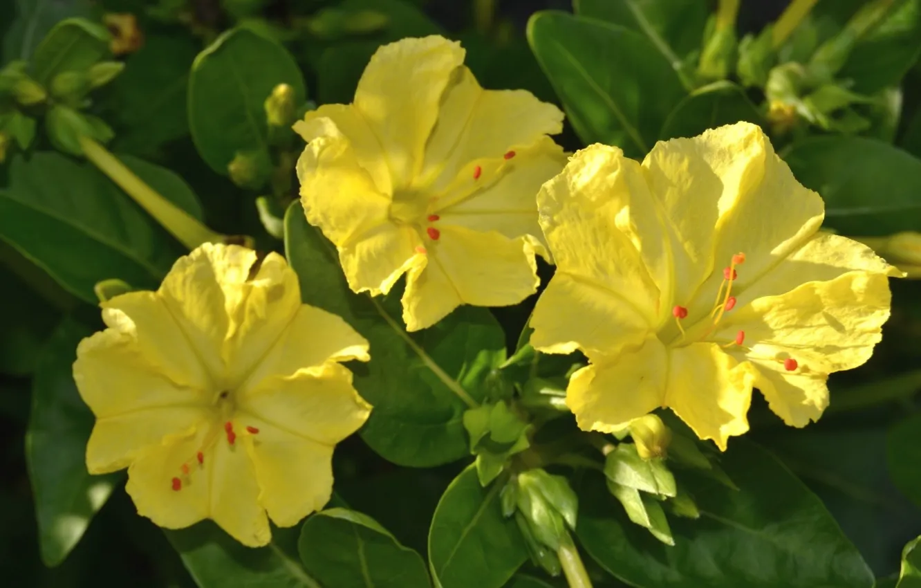 Фото обои фон, трио, жёлтые цветы