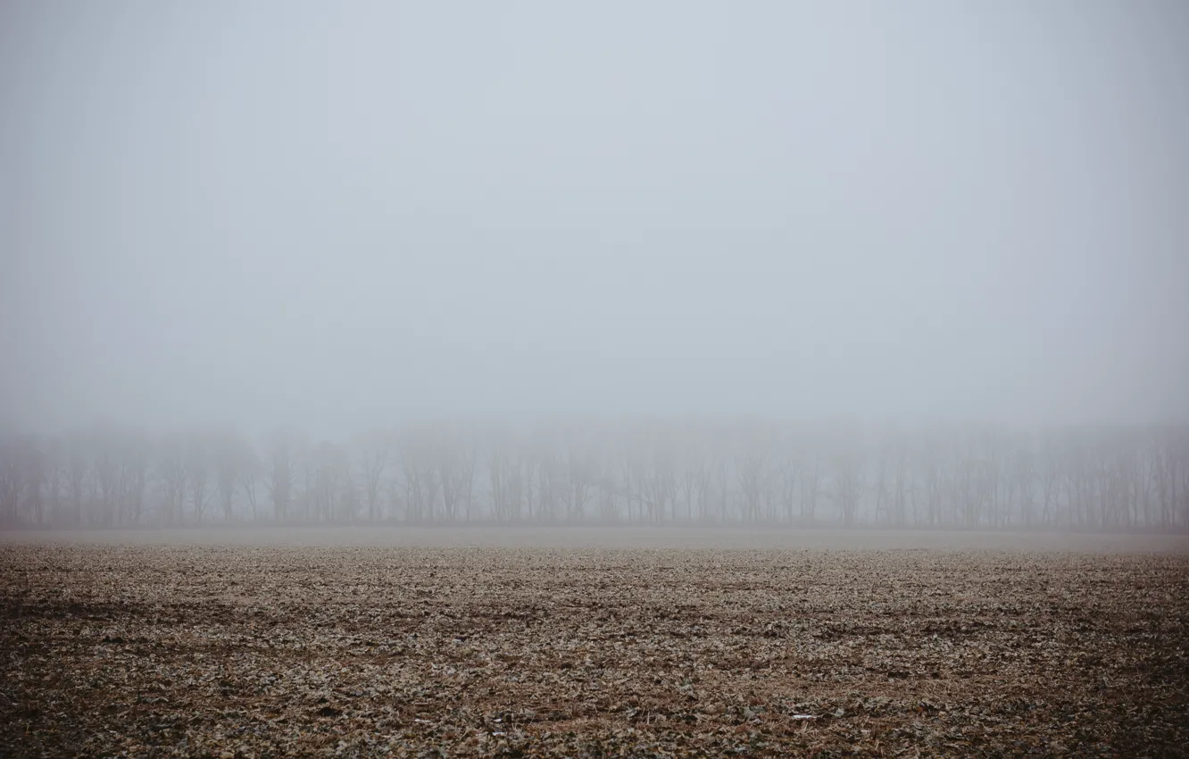 Фото обои зима, поле, деревья, туман, день, Украина