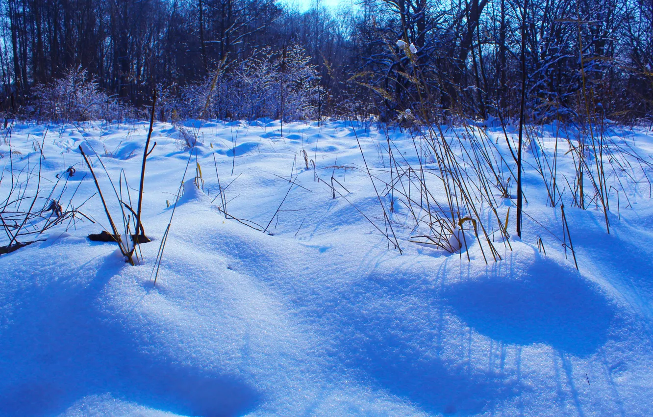 Фото обои winter, snow, cold