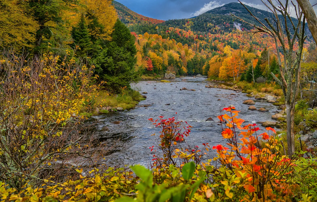 Фото обои осень, лес, листья, деревья, горы, природа, река, куст