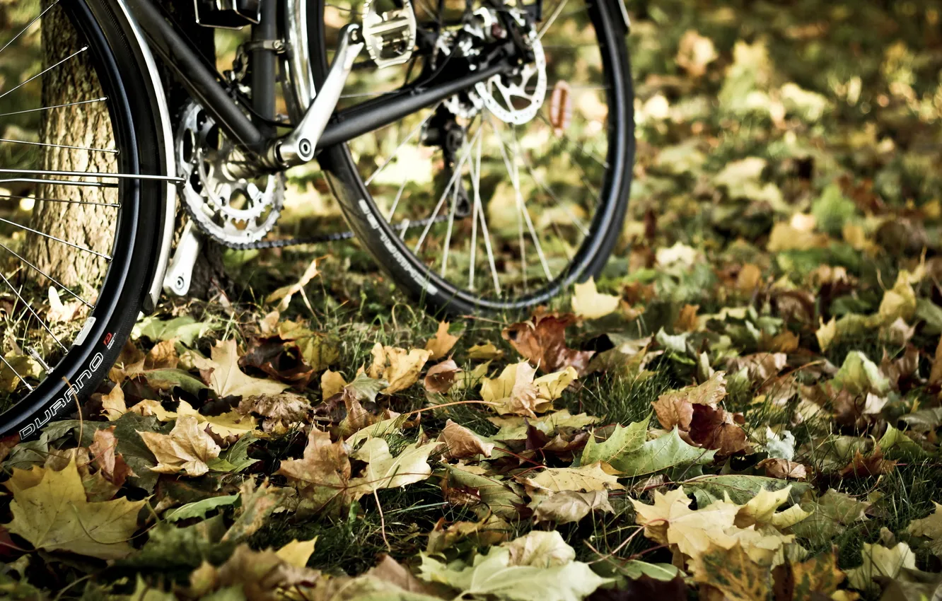 Фото обои осень, листья, велосипед