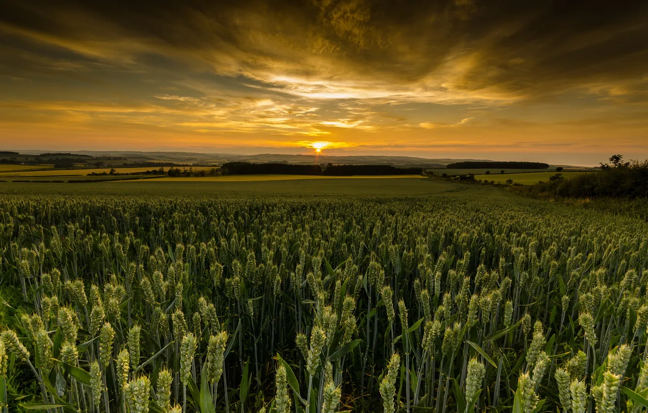 Фото обои закат, Шотландия, пшеничные поля. облака