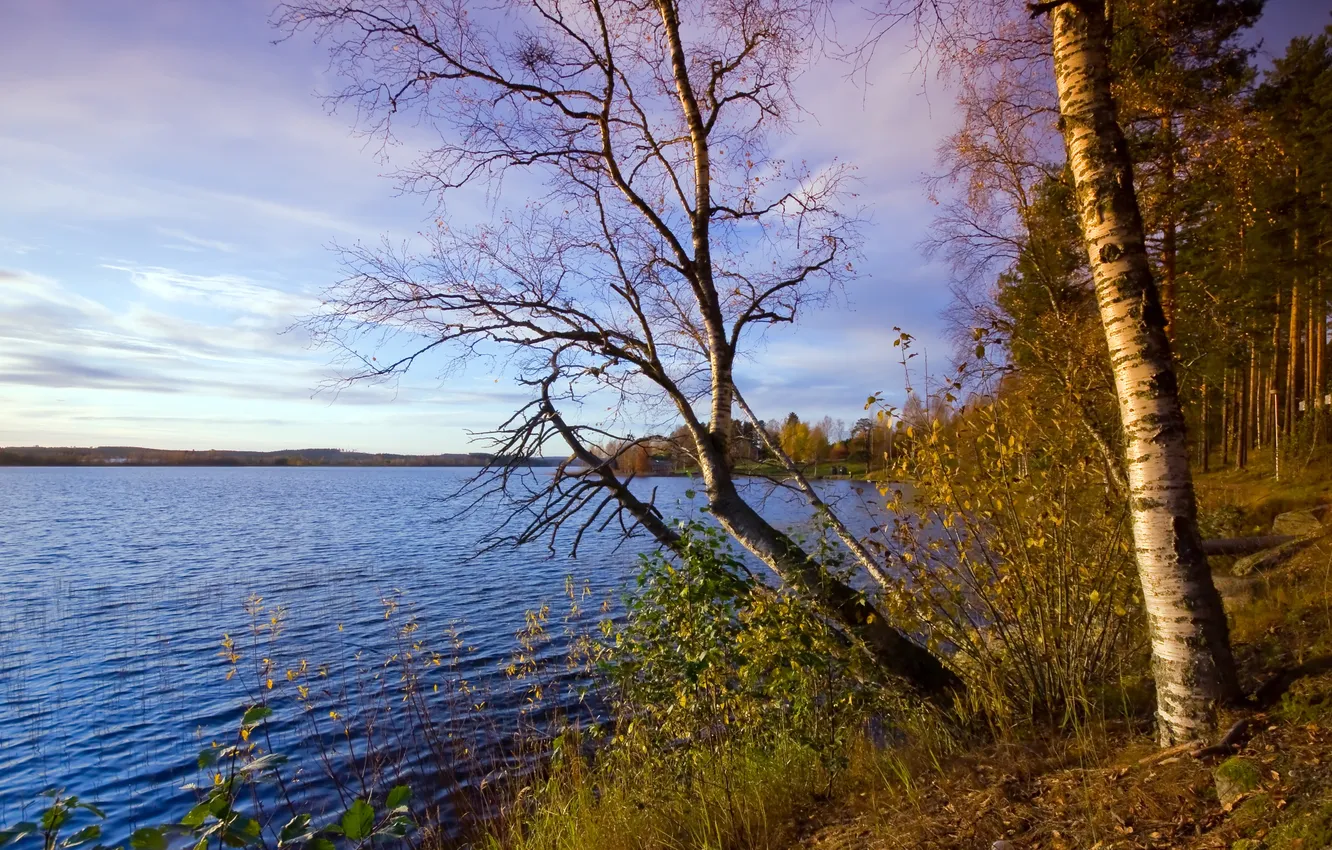 Фото обои forest, water, lake