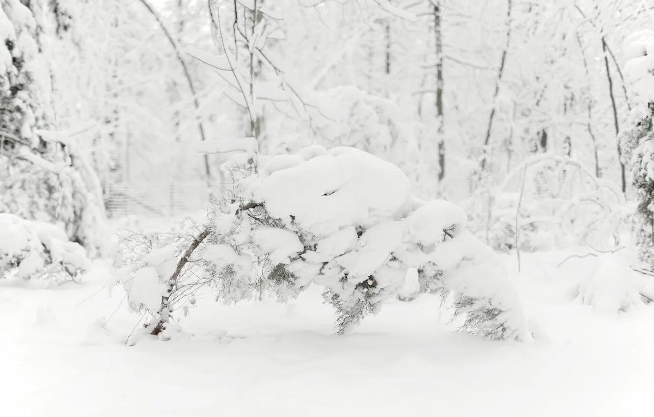 Фото обои холод, зима, снег, деревья, ветки, природа, фото, дерево