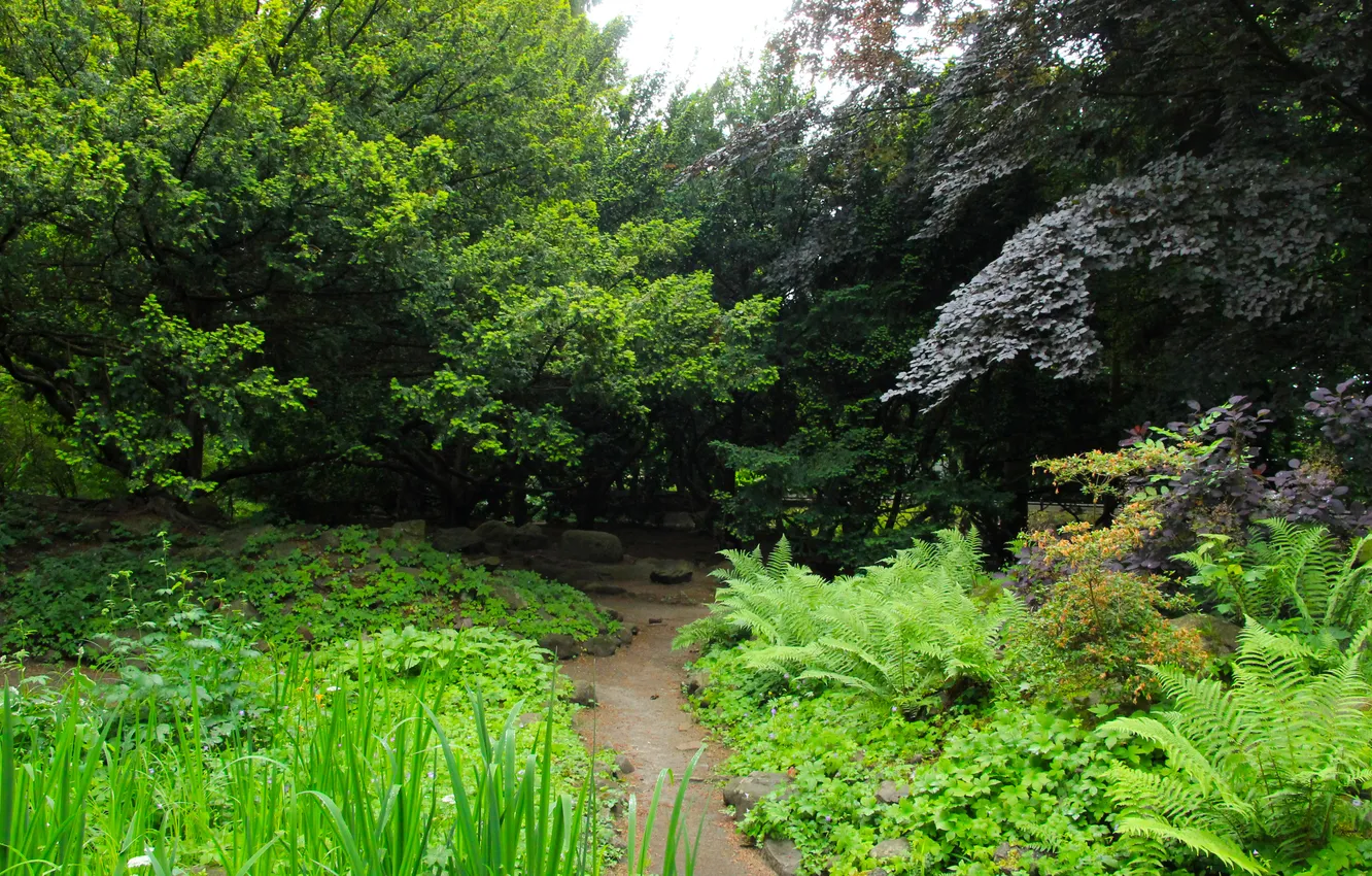 Фото обои park, plant, alley