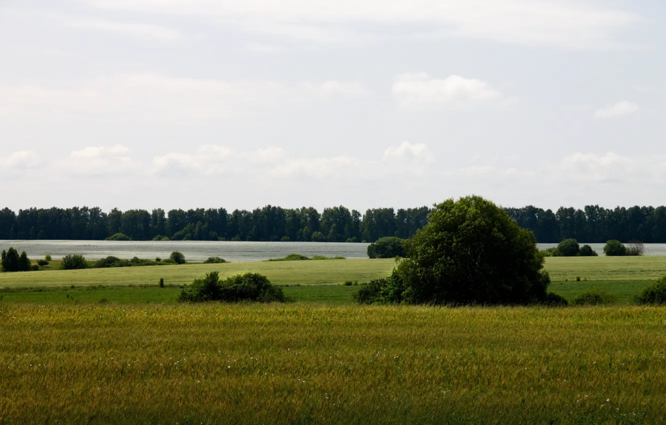 Фото обои поле, лес, природа, кусты