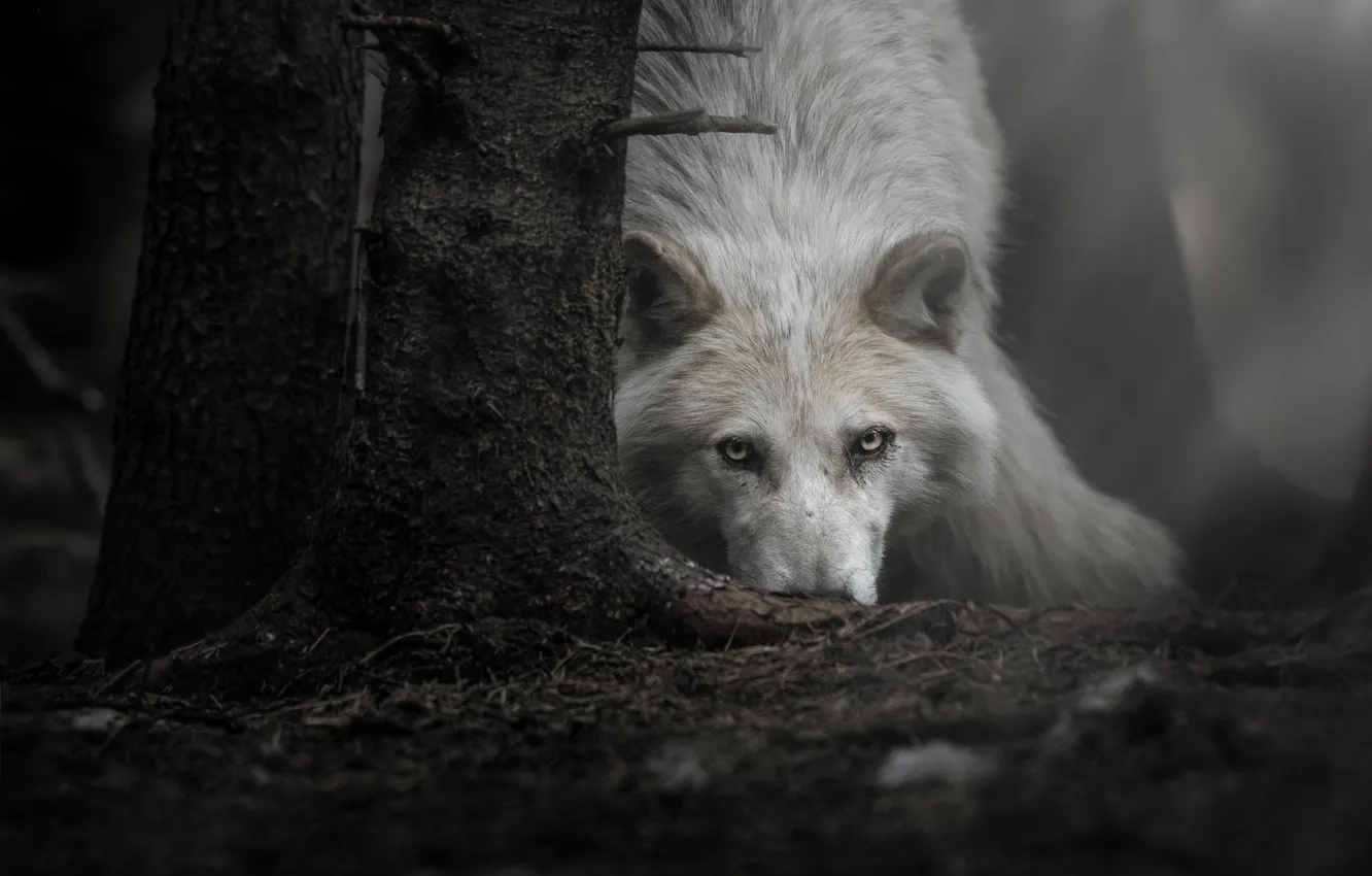 Фото обои взгляд, морда, дерево, волк, Полярный волк