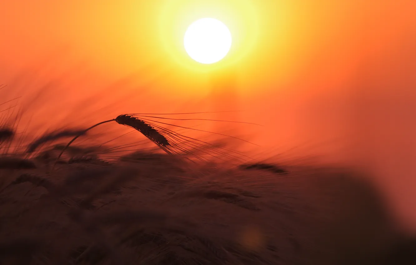 Фото обои пшеница, поле, небо, солнце, свет, закат, природа, растение