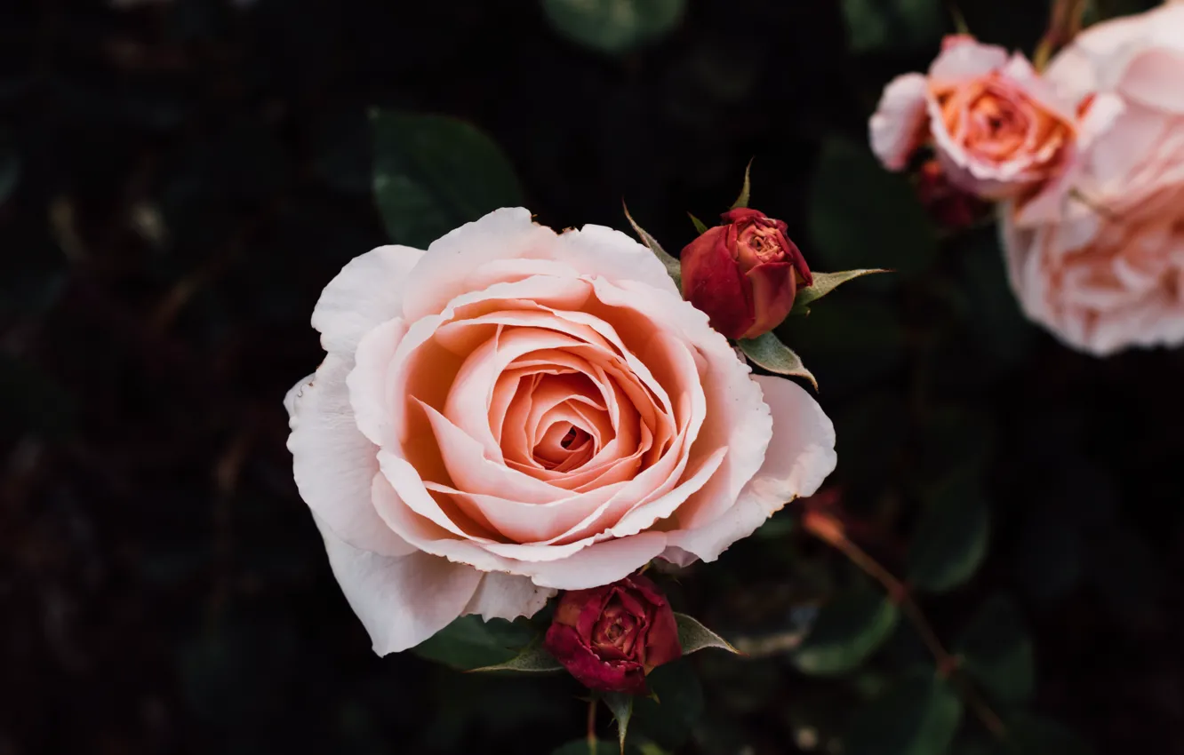 Фото обои цветы, розы, лепестки, бутоны, кремовые, куст роз