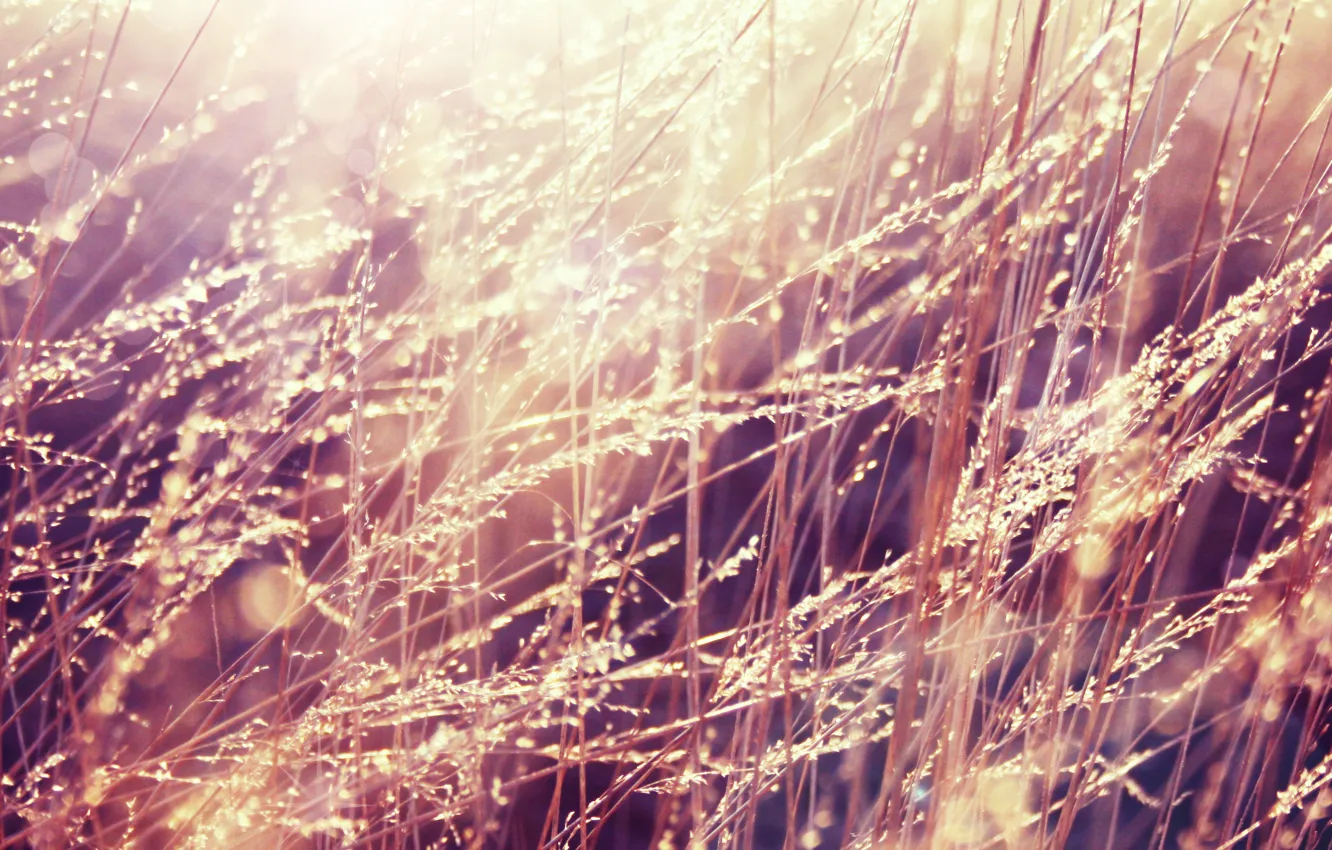 Фото обои трава, капли, свет, роса, утро