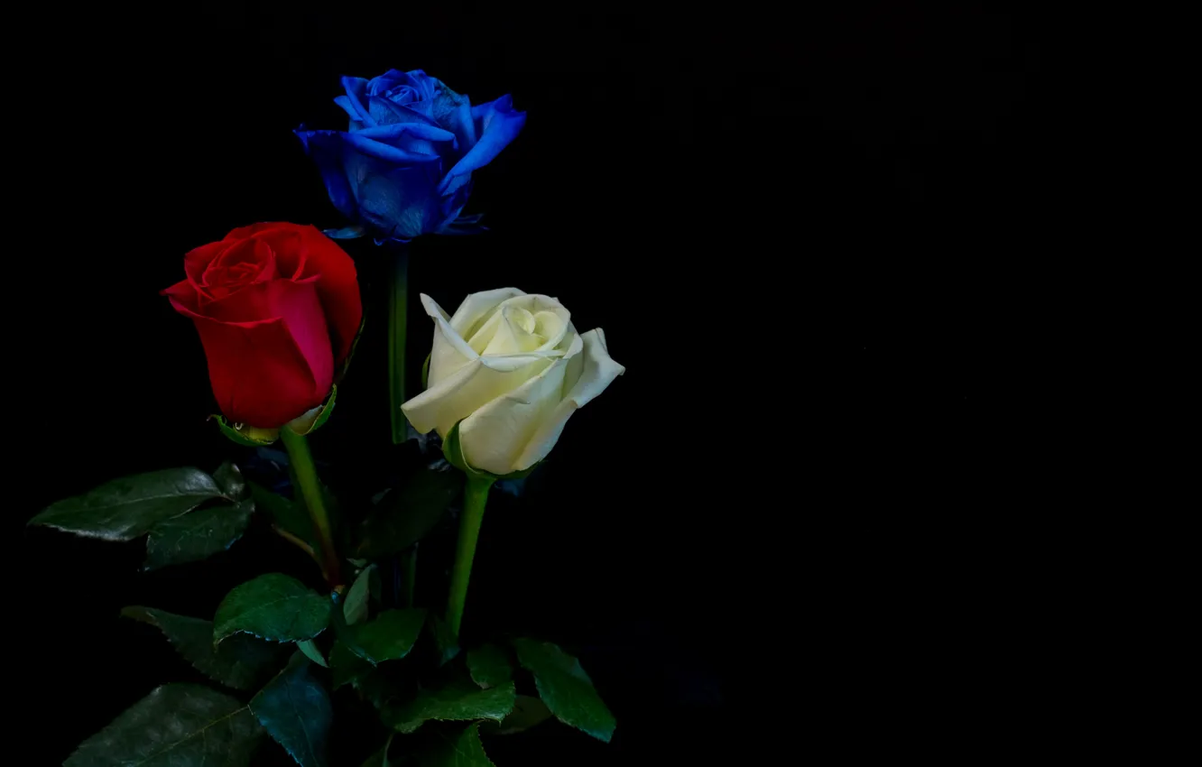 Фото обои листья, розы, три, белая, черный фон, красная, бутоны, синяя