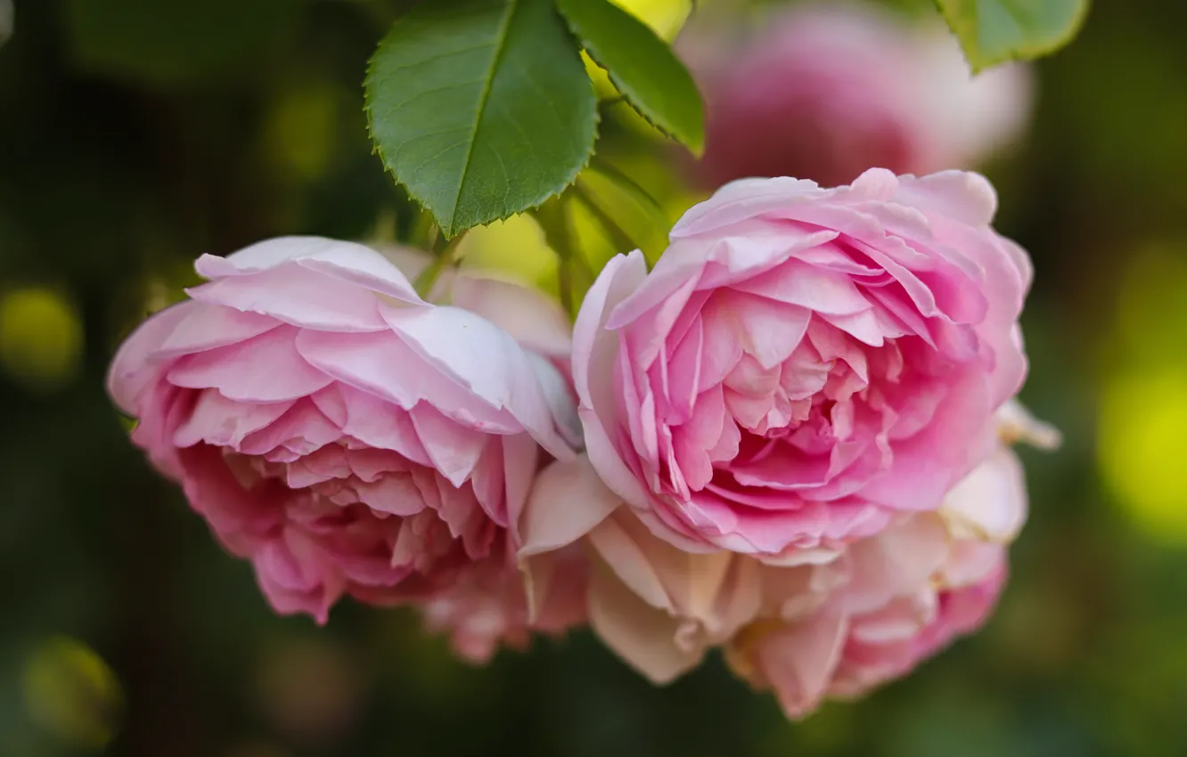 Фото обои цветы, куст, розы, розовые, чайная роза
