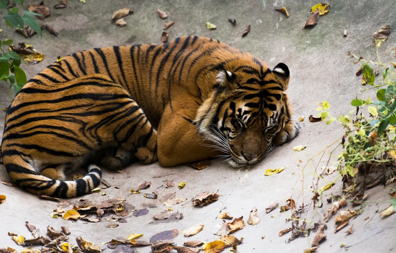 Фото обои полоски, тигр, отдых, сон, хищник, лежит, дикая кошка