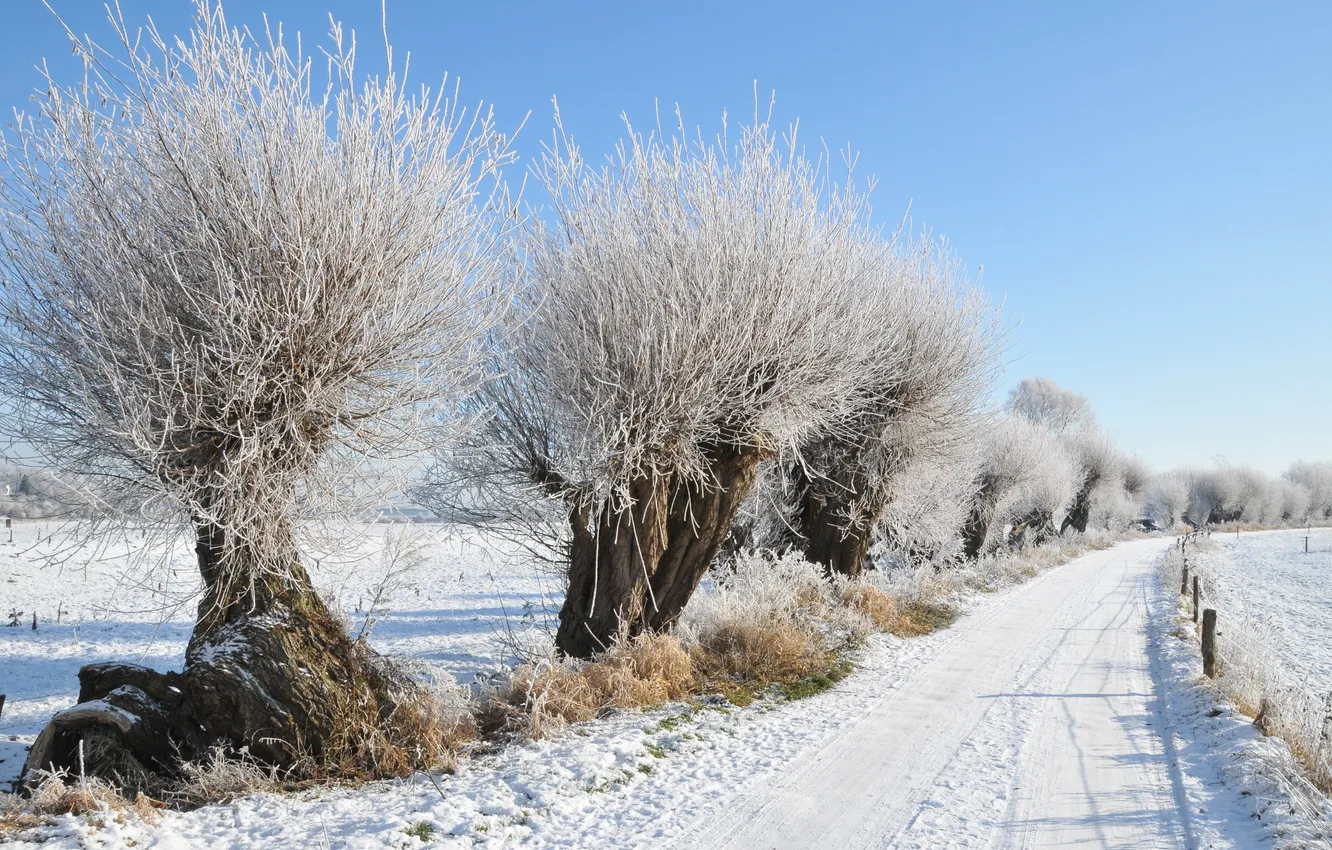 Фото обои иней, дорога, снег, деревья, Зима